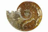 Polished, Agatized Ammonite (Cleoniceras) - Madagascar #281350-1